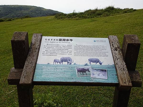 風擎步道(風櫃嘴--擎天崗)賞秋芒