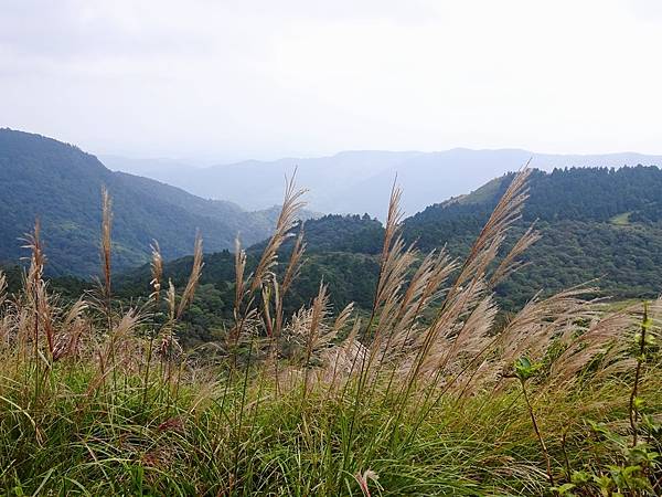 風擎步道(風櫃嘴--擎天崗)賞秋芒