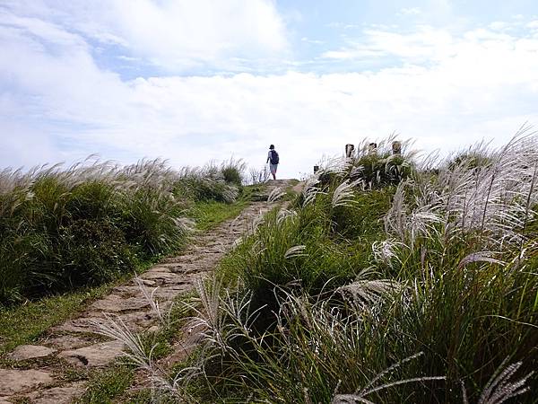 風擎步道(風櫃嘴--擎天崗)賞秋芒