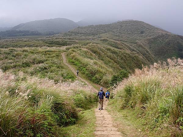 風擎步道(風櫃嘴--擎天崗)賞秋芒