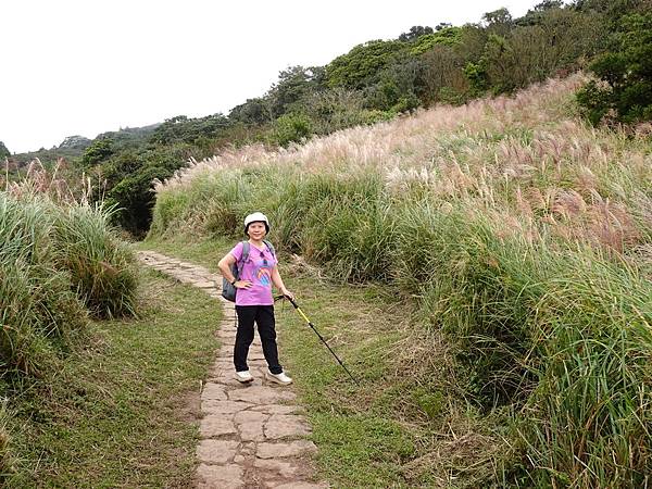 風擎步道(風櫃嘴--擎天崗)賞秋芒