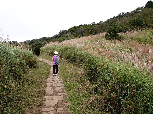 風擎步道(風櫃嘴--擎天崗)賞秋芒