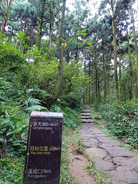 風擎步道(風櫃嘴--擎天崗)賞秋芒