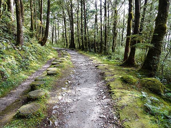 太平山台灣山毛櫸國家步道