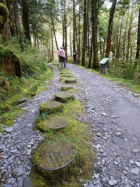 太平山台灣山毛櫸國家步道