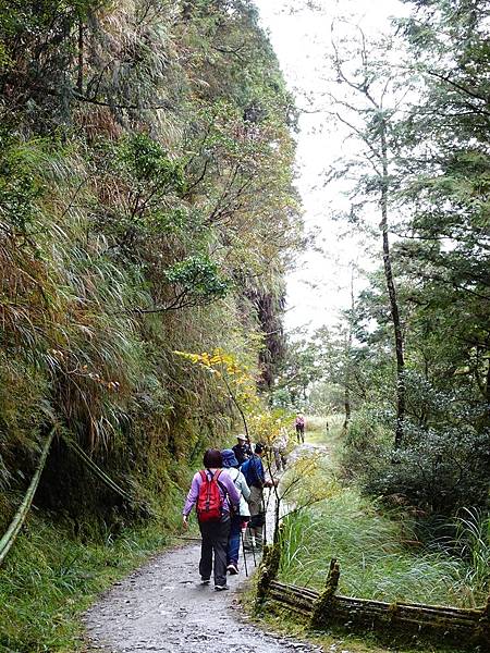 太平山台灣山毛櫸國家步道