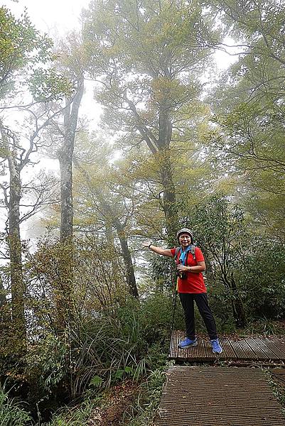 太平山台灣山毛櫸國家步道