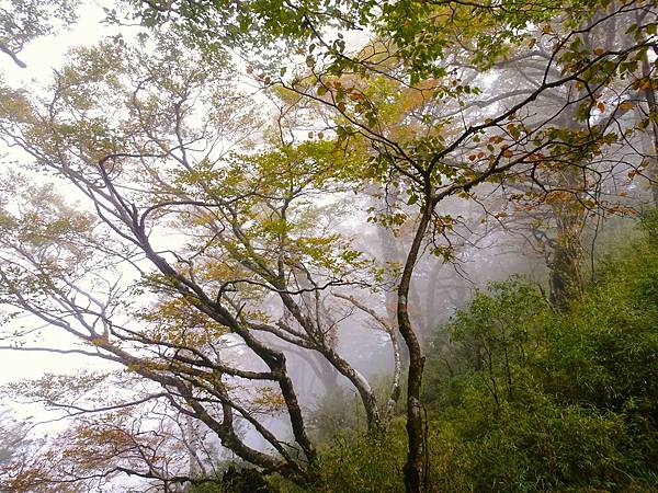 太平山台灣山毛櫸國家步道