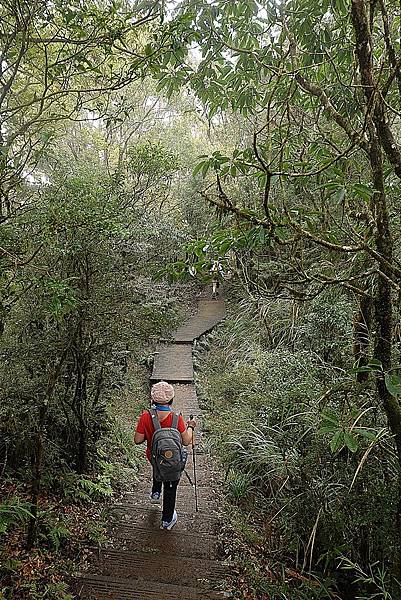 太平山台灣山毛櫸國家步道