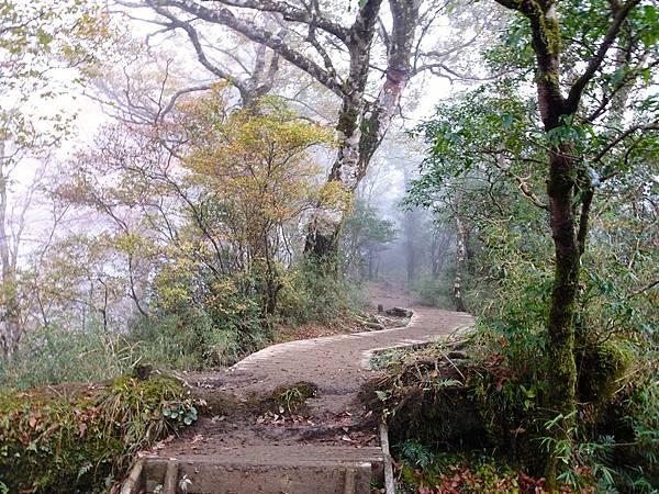 太平山台灣山毛櫸國家步道