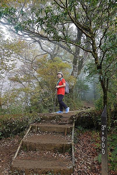 太平山台灣山毛櫸國家步道