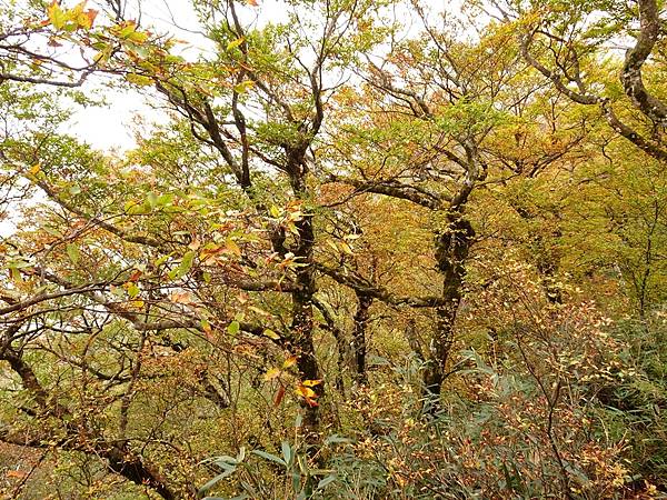 太平山台灣山毛櫸國家步道