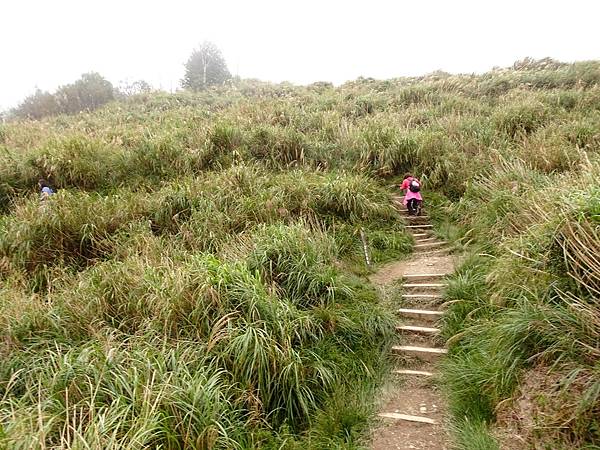 太平山台灣山毛櫸國家步道