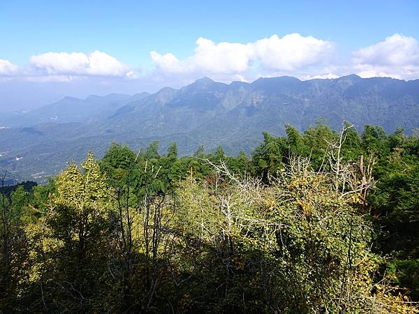 大崙山茶園與武岫農圃銀杏之秋