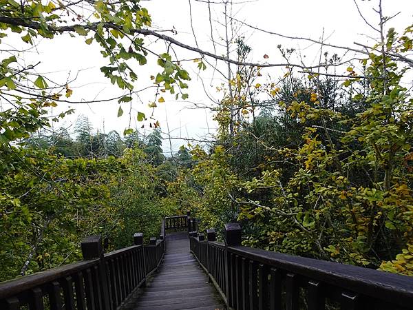 大崙山茶園與武岫農圃銀杏之秋