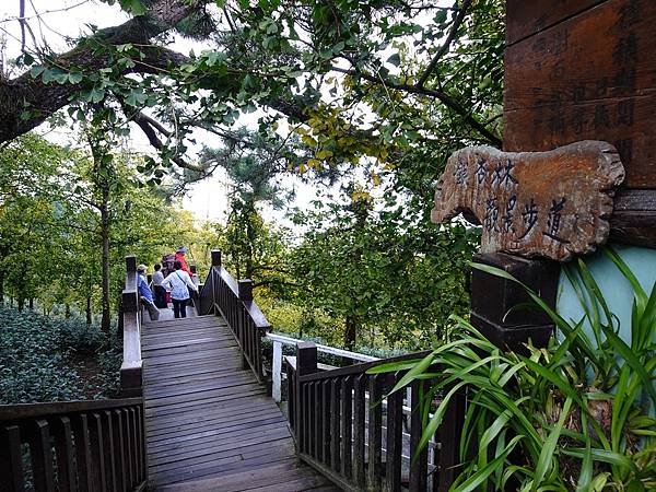 大崙山茶園與武岫農圃銀杏之秋