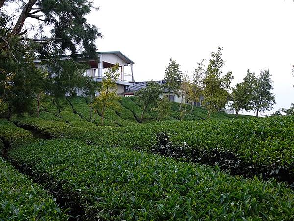 大崙山茶園與武岫農圃銀杏之秋