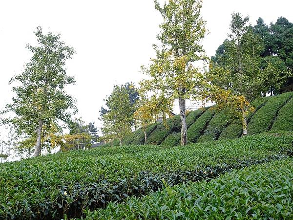 大崙山茶園與武岫農圃銀杏之秋