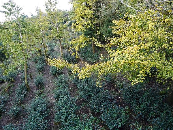 大崙山茶園與武岫農圃銀杏之秋