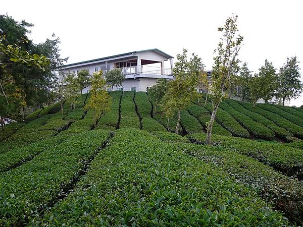 大崙山茶園與武岫農圃銀杏之秋