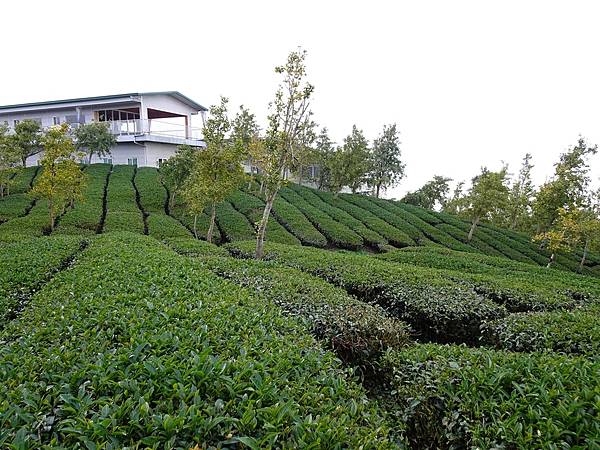 大崙山茶園與武岫農圃銀杏之秋