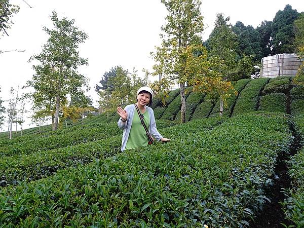 大崙山茶園與武岫農圃銀杏之秋