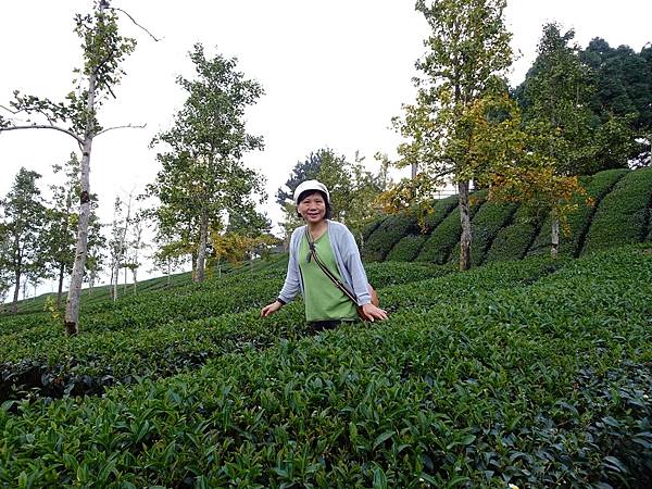 大崙山茶園與武岫農圃銀杏之秋