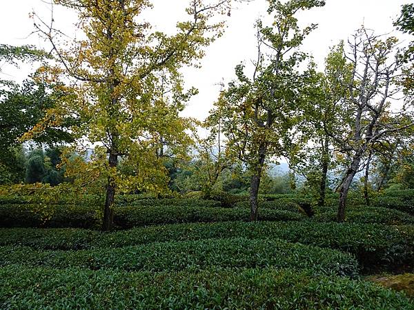 大崙山茶園與武岫農圃銀杏之秋