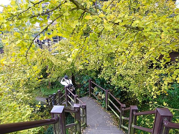 銀杏森林步道秋季金黃浪漫