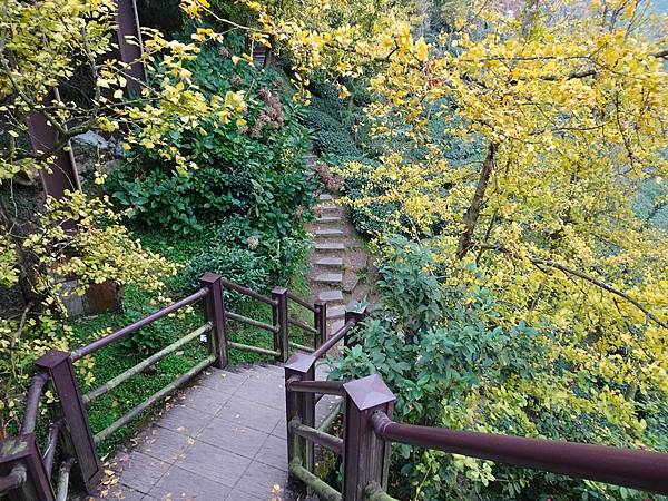 銀杏森林步道秋季金黃浪漫