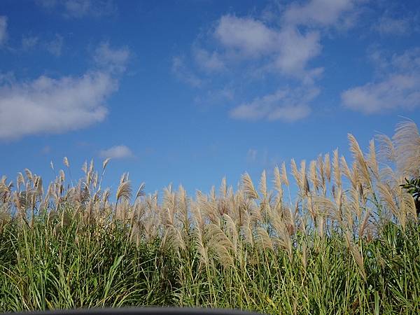 金瓜石山海美景:本山地質公園.無敵海景步道