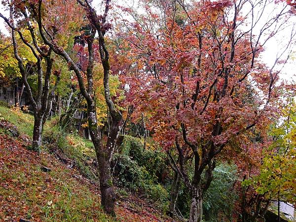 紅葉盛事福壽山農場.梨山楓之谷賞楓行