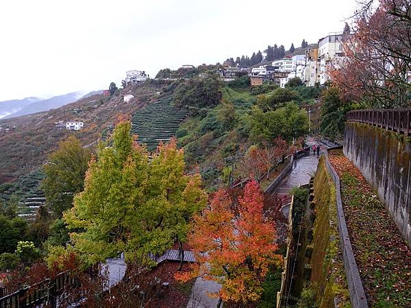 紅葉盛事福壽山農場.梨山楓之谷賞楓行