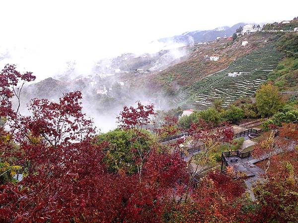 紅葉盛事福壽山農場.梨山楓之谷賞楓行