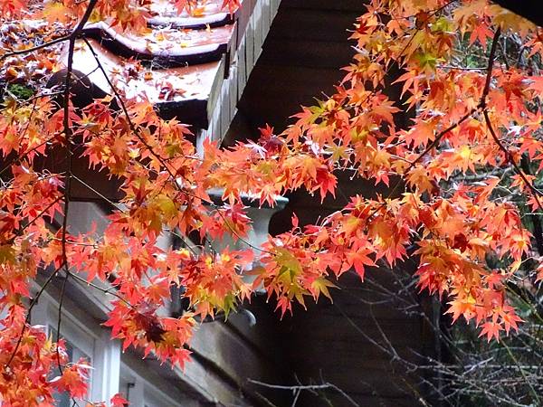 紅葉盛事福壽山農場.梨山楓之谷賞楓行