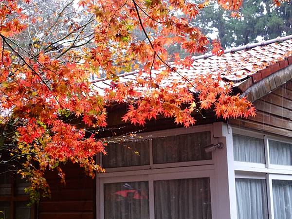 紅葉盛事福壽山農場.梨山楓之谷賞楓行