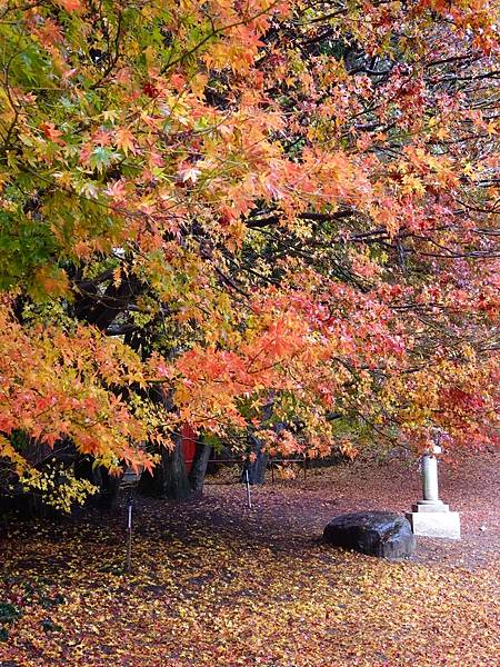 紅葉盛事福壽山農場.梨山楓之谷賞楓行