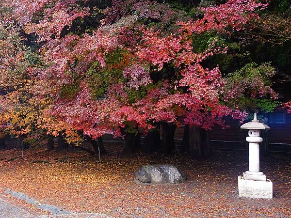 紅葉盛事福壽山農場.梨山楓之谷賞楓行