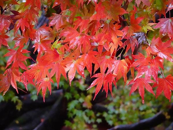 紅葉盛事福壽山農場.梨山楓之谷賞楓行