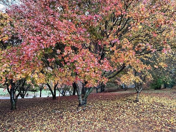 紅葉盛事福壽山農場.梨山楓之谷賞楓行