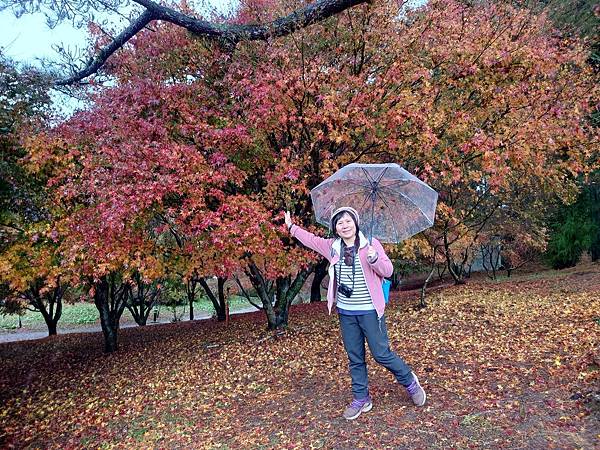 紅葉盛事福壽山農場.梨山楓之谷賞楓行