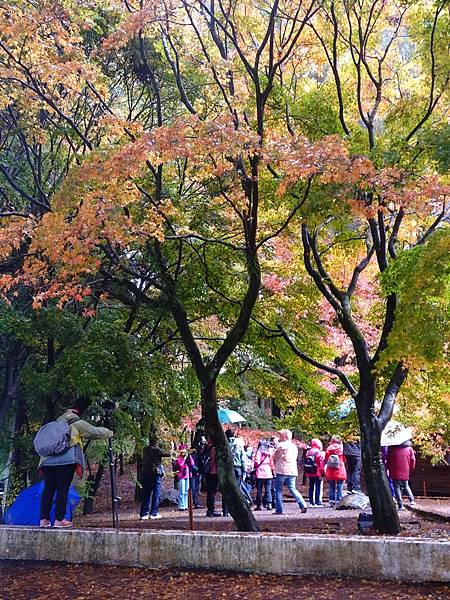 紅葉盛事福壽山農場.梨山楓之谷賞楓行