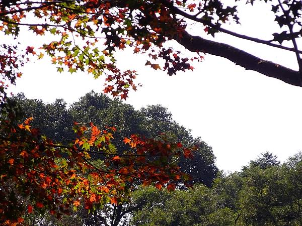 角板山公園梅花季