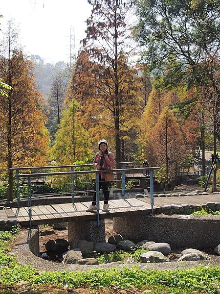 落羽松雙景點連遊:長庚養生文化村.春天農場