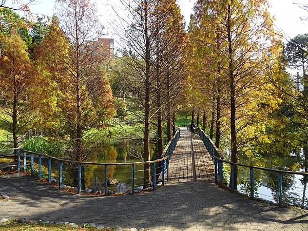 落羽松雙景點連遊:長庚養生文化村.春天農場