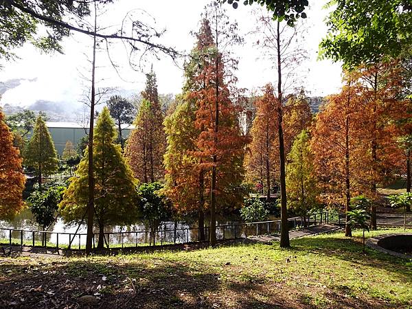 落羽松雙景點連遊:長庚養生文化村.春天農場