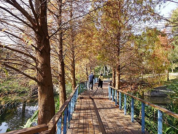 落羽松雙景點連遊:長庚養生文化村.春天農場