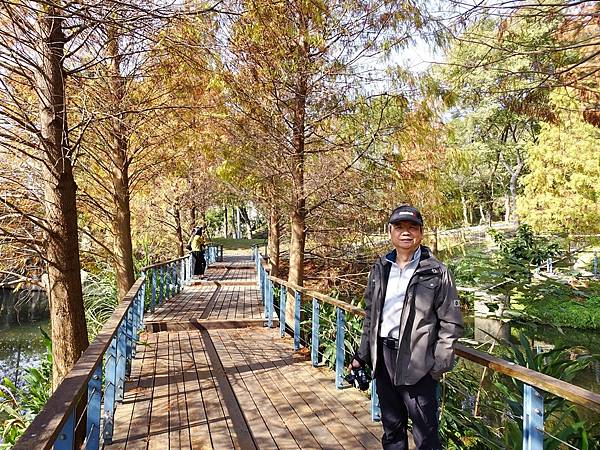 落羽松雙景點連遊:長庚養生文化村.春天農場