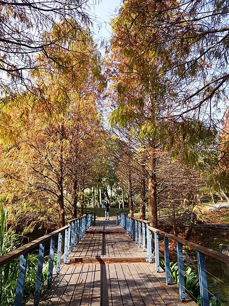 落羽松雙景點連遊:長庚養生文化村.春天農場