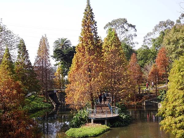 落羽松雙景點連遊:長庚養生文化村.春天農場